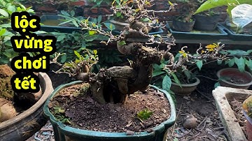 Sung Bonsai Siêu Quả Giá RẺ , Lộc Vừng Giá Rẻ