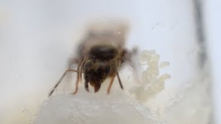 Mother Ant Kissing Her Eggs And Licking Herself. Closeup, Slow Motion. Mouthparts Functional Anatomy