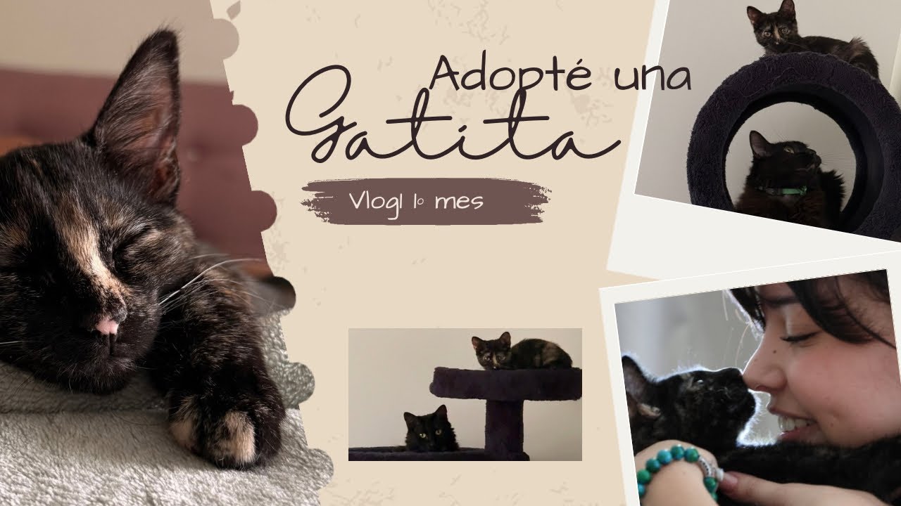 Marie| Adopté un segundo gatito| Kote Salas