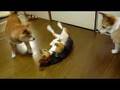友情に邪魔される爺ちゃん柴犬の恋 shiba inu