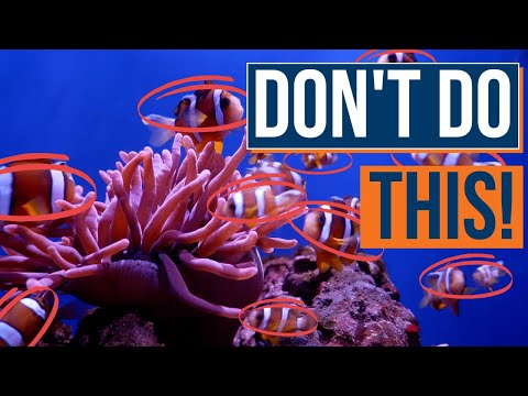 The Cycle Is FINALLY Done on Your Saltwater Aquarium... What’s Next, and Mistakes to Avoid! Ep: 23