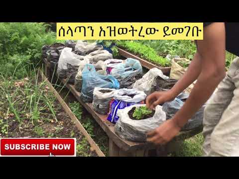 ቪዲዮ: ሰላጣን “ከፀጉር ልብስ በታች ሄሪንግ” እንዴት ማብሰል ይቻላል