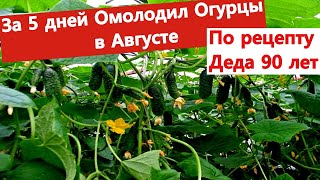 Огуцы снова молодые  и дают огромный урожай.  Как омолодить огурцы осенью.Подкормка огурцов.