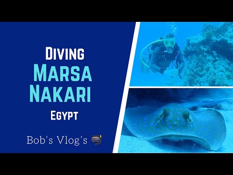 Scuba diving in MARSA NAKARI EGYPT | Dolphins, hammerhead sharks and rays!