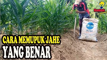 Cara Menanam dan Pemupukan Tanaman Jahe