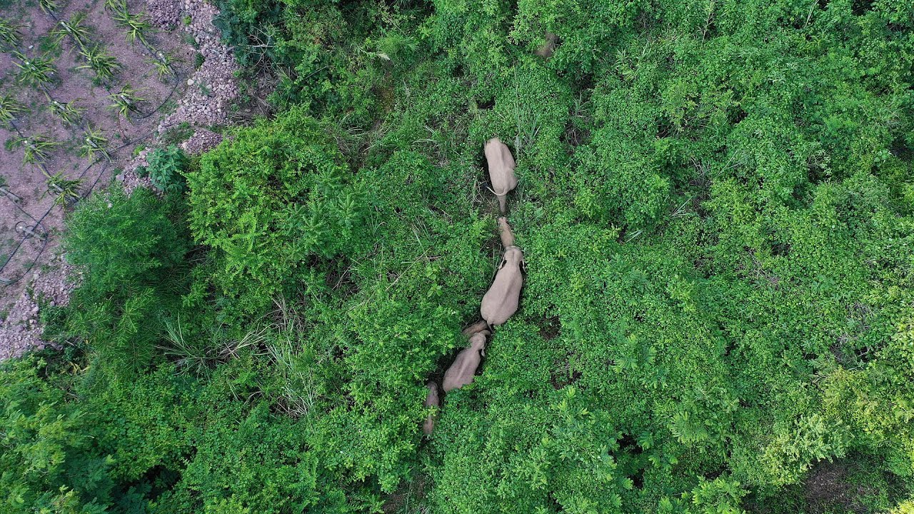 Migrating herd of wild Asian elephants in Yunnan takes a break