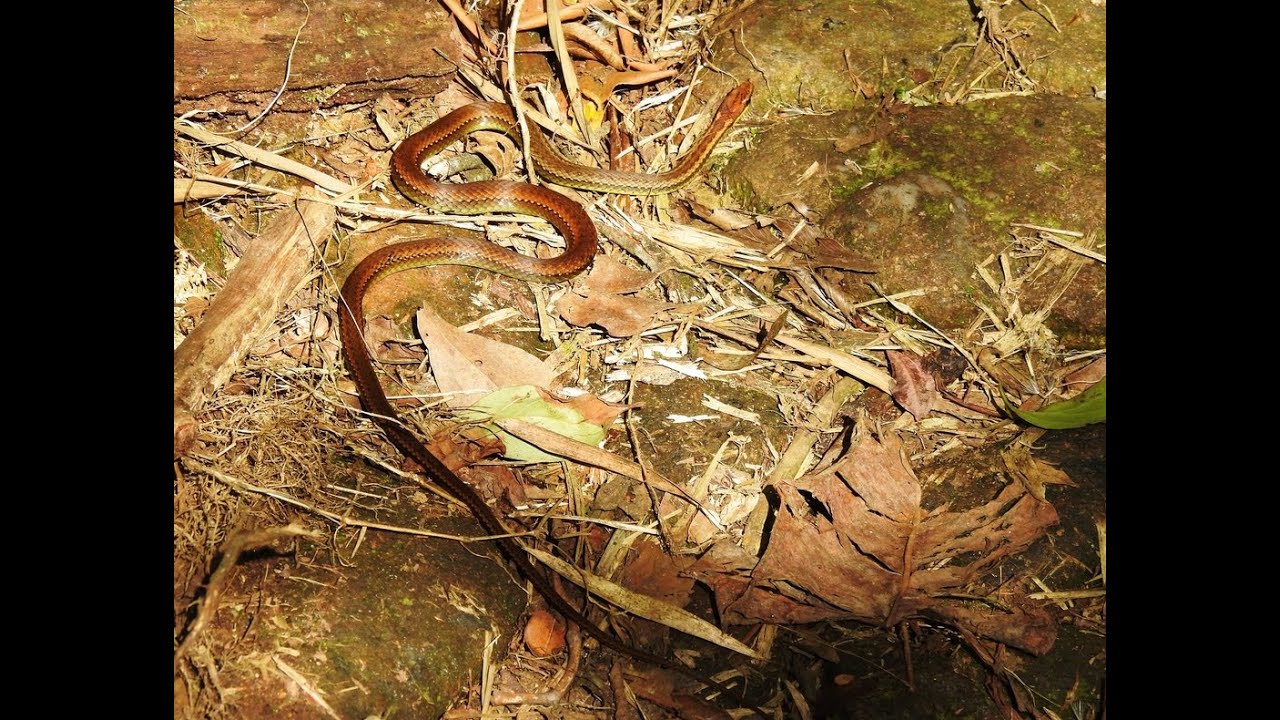168º vídeo headstriped leaflitter snake Echinanthera