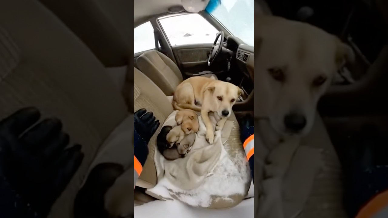 Спасение собаки из снежной бури 