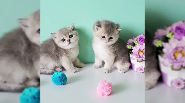 Video 11208541: cats compilation cute funny, long cat, funniest cutest cats, laugh funniest cats, best cutest cat, nice kittens