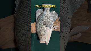 How To Catch GIGANTIC Crappie! #shorts #fishing #tips