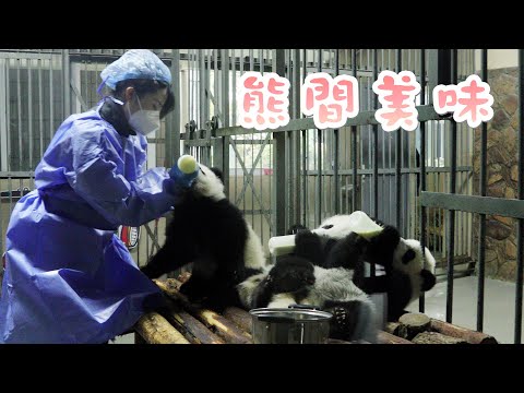 《熊貓早晚安》熊貓過年也吃席 享受特色“壩壩宴” | iPanda熊貓頻道