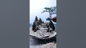 video của các nhà vườn kết nối giao lưu cây cảnh bonsai 0386700914