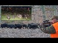 Wild boar driven hunt in Croatia - Season 2018. - Drückjagd  in Kroatien 2018.