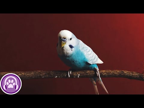 BUDGIE TV & MUSIC! Relaxing and Entertaining Videos to Keep Your Bird Happy!