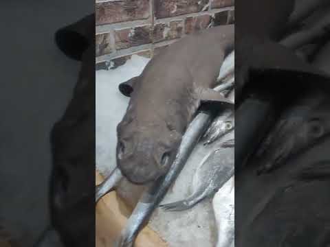 سمك قرش كلب البحر مسمكة في بسكرة