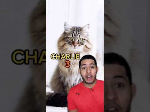 10 NOMBRES POPULARES DE LOS GATOS 🐈⬛ hqdefault