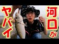 ガラガラの河口で魚が釣れすぎてヤバイ【茨城県久慈川河口】