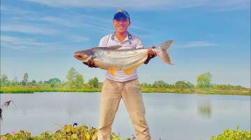 Câu cá tra sông mồi câu mới cám R3 chuyên tra. #camr1 #camr2 #camr3 #caucatra