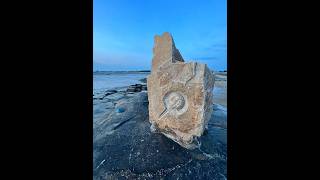 450 Million Years Old  Still Saving Lives Today  Meet the Horseshoe Crab