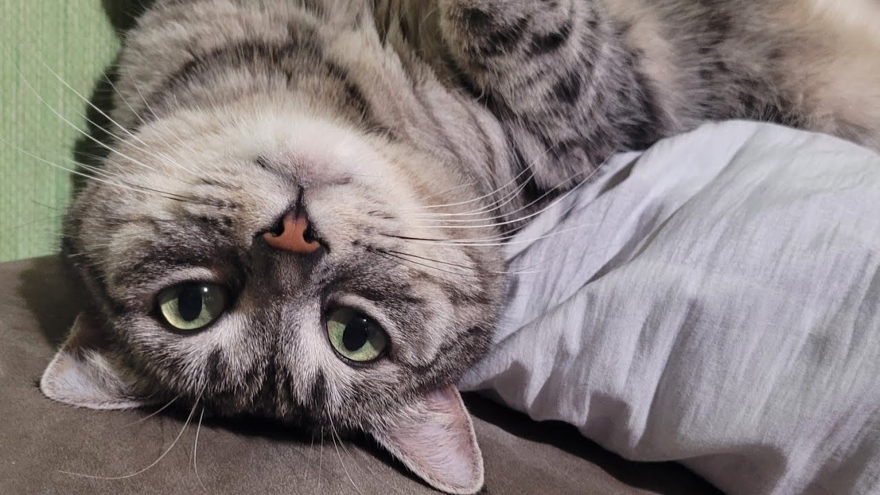 ВИЗНАЧЕННЯ ПЕРЕМОЖЦЯ!!!