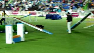 Rokka FCI AWC 2011 Agility Individual