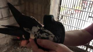 Таджикские голуби Алихона Латифи и Ко