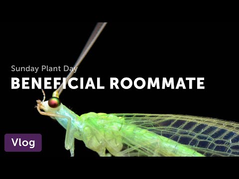 Video: Lacewing Beneficial Insects - Sinasamantala ang Green Lacewings Sa Hardin