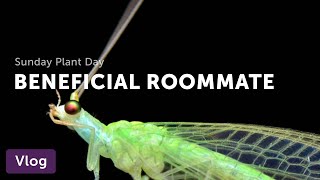 Is Integrated Pest Management for Indoor Houseplants Right for You?  — Vlog 015