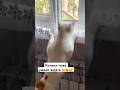 #cat #веселыекоты #кот #видосыоткота #котики #прикольныекоты #pets #котик #милота #прикол