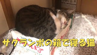 サクランボの箱が好きすぎた猫　ハンモックでも変な恰好　暴れ猫/保護猫ハナ♂