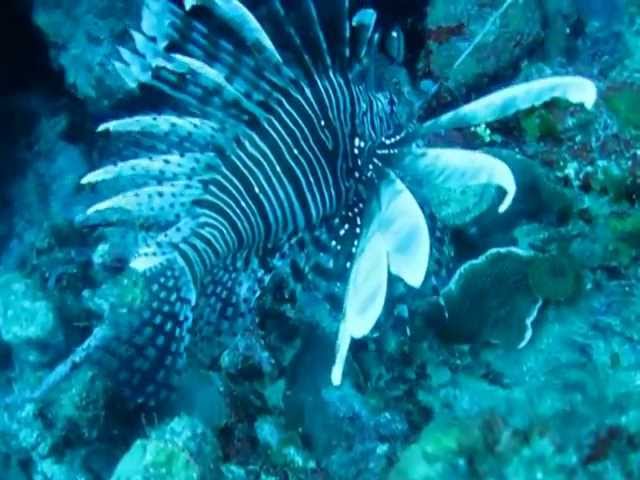 Cuba Scuba diving 101 feet down going through caverns!