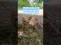Our 2026 Pigs Are Thriving! 🐖 #smallholding #pigs