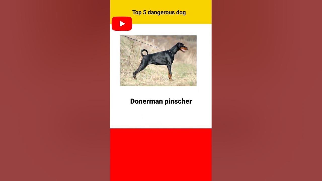 Top 5 Dangerous Dogs tranding facts fact factsinhindi viral top-5-dangerous-dogs-tranding-facts-fact-factsinhindi-viral