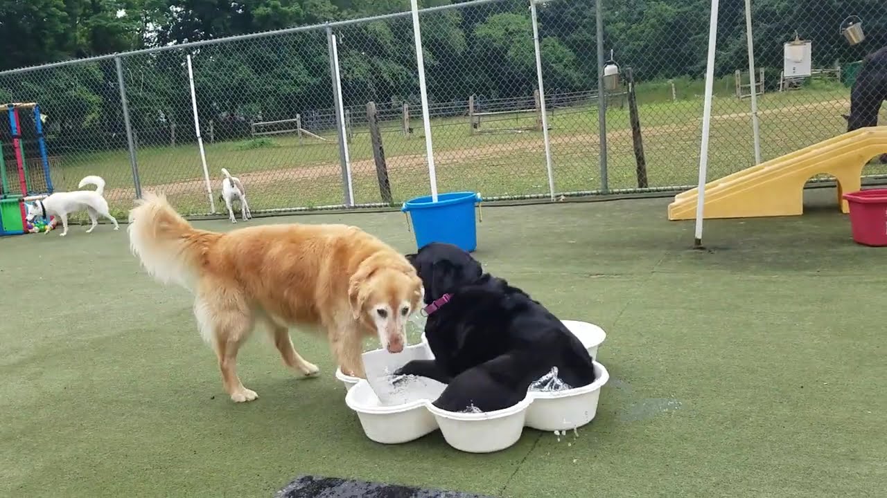 Big Dog Playtime at Dogs On The Farm Pet Resort! 6-18-26