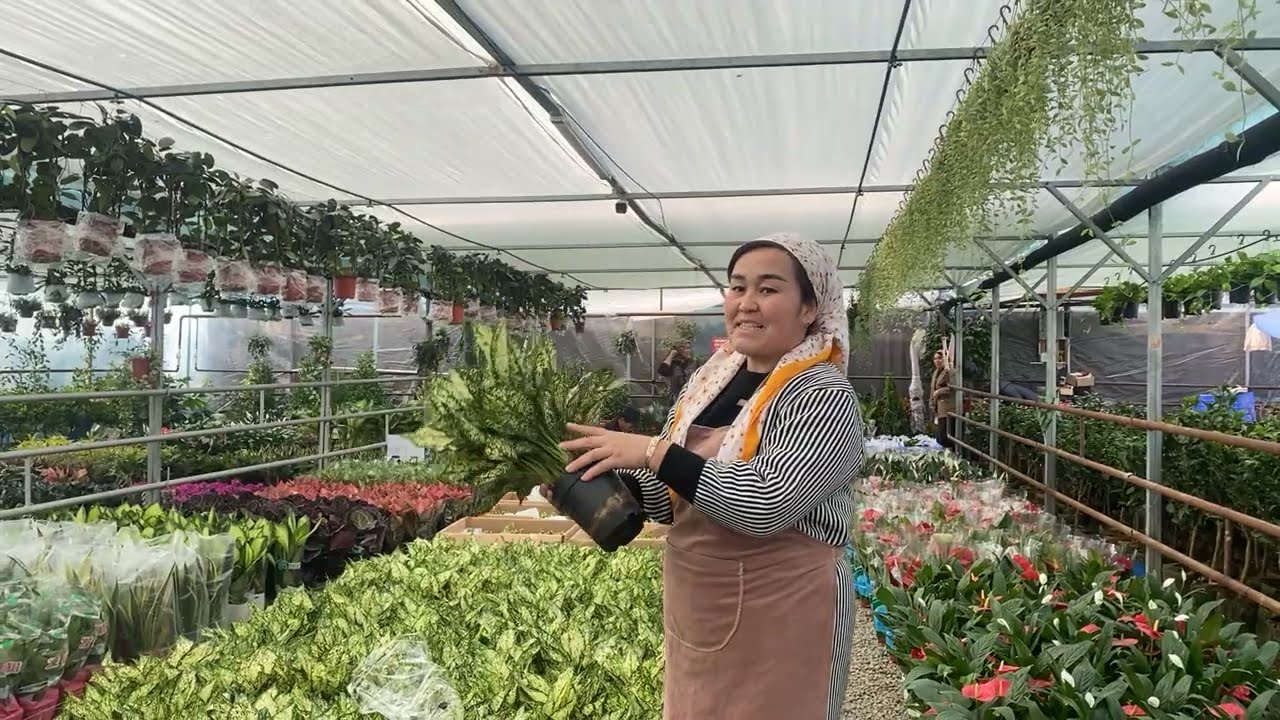 2025!  TURLI XILDAGI TABIIY GULLAR NARXLARI BILAN TANISHING! QISHDA GULARNI PARVARISHLASH