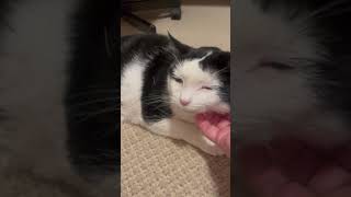 Happy kitty Happy kitty