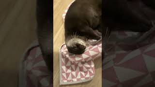 They Slept Through Dinnerbingo & Belle The Sleepy Otters