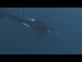 Divers Blown Away as Fin Whales Join Orcas