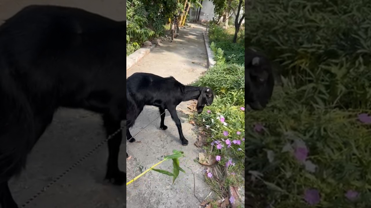 Coco and the lychee tree. 