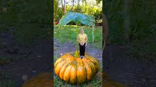 Creative videography idea using squash with rainy artificial effects #cenimaticvideo #creativity