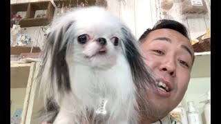 実は日本犬 歴史が詰まった愛玩犬 狆だらけ大集合スペシャル Youtube