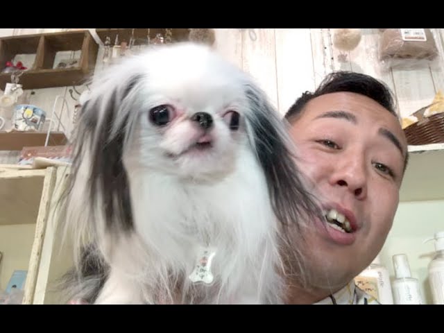 実は日本犬 歴史が詰まった愛玩犬 狆だらけ大集合スペシャル Youtube