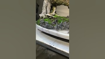 Tiểu cảnh bonsai đẹp quá. #short #cafebonsai #lingnanbonsai