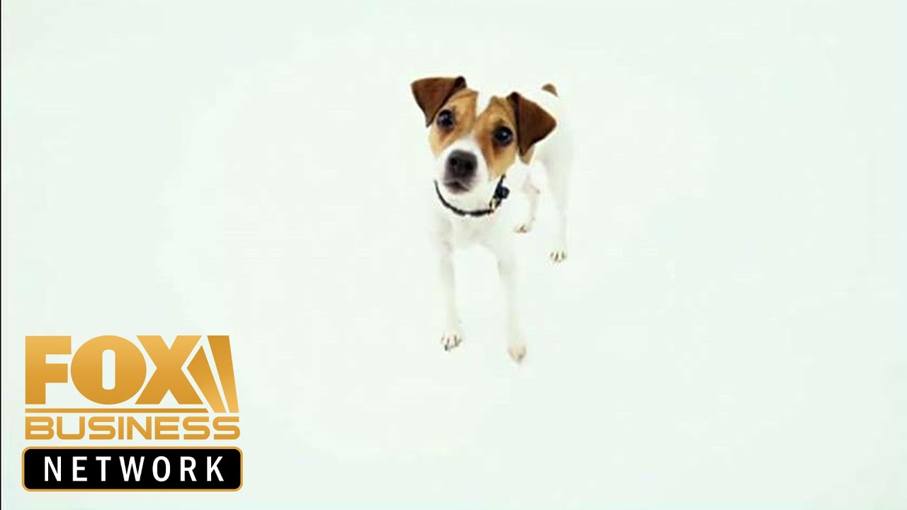Wild Earth to launch plant-based, meat-free dog food
