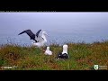 Royal Albatross Cam- samotny malec i natrętni kuzyni