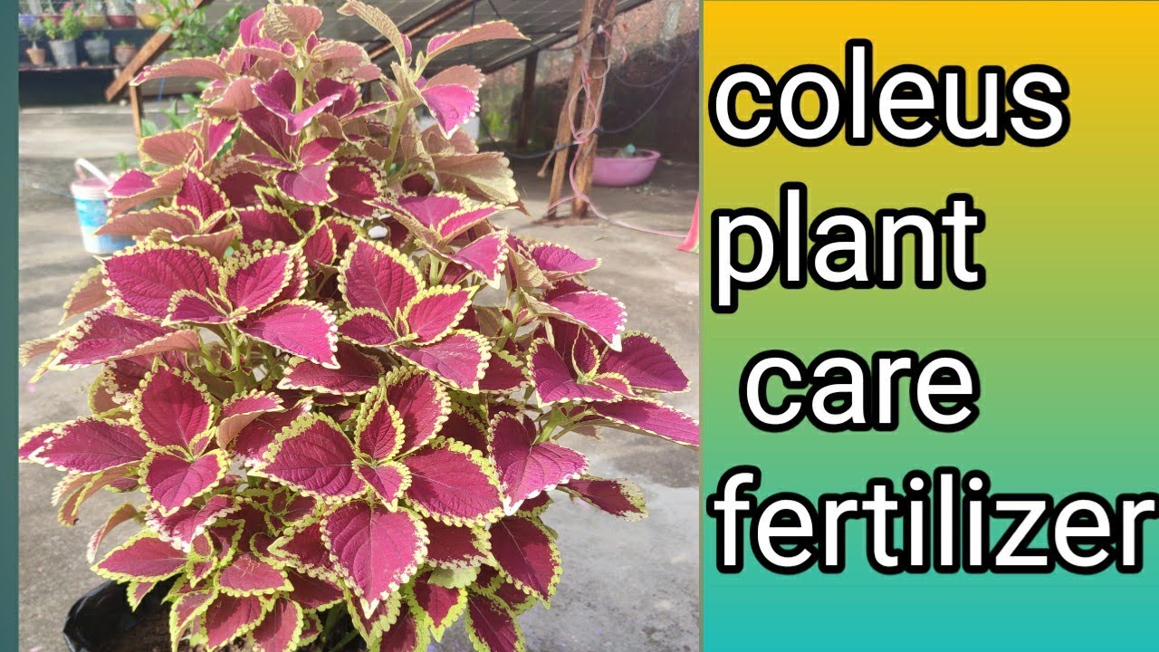 how to grow ,care and propagation of coleus plants// coleus ki dekhbhal