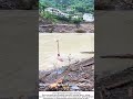 Hauling Pigs Across a River with a Zip Line – Quick but Controversial 🐷🌉