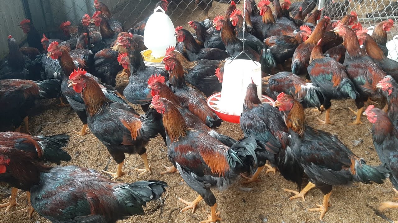 chicken farm, the floor is filled with sand to absorb rainwater
