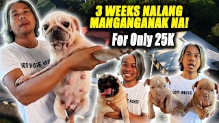 PAUNAHAN NALANG DITO | MAGANDANG OFFER PARA SA MGA MAGSISIMULANG MAGBREED NG ASO