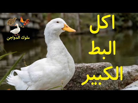 ماذا يأكل البط الكبير